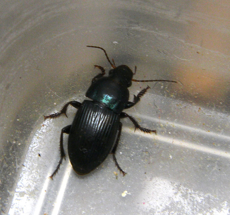 Ennesimo harpalus distinguendus? No. H. dimidiatus